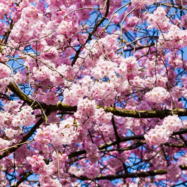 Hermosa flor de cerezo — Foto de Stock