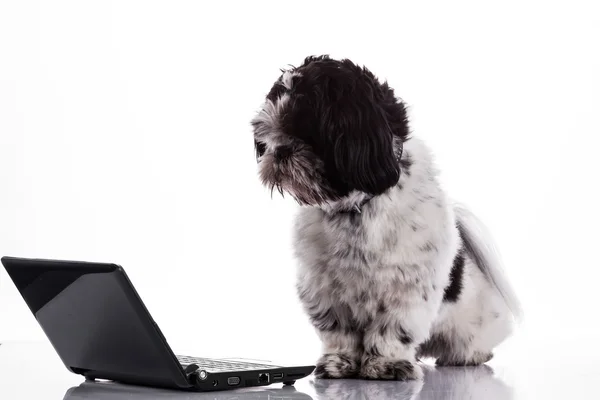 Shih tzu hund med laptop. — Stockfoto