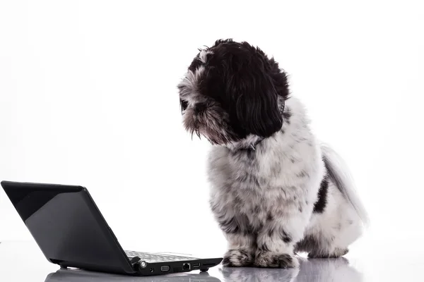 Shih tzu dog  with laptop. — Stock Photo, Image