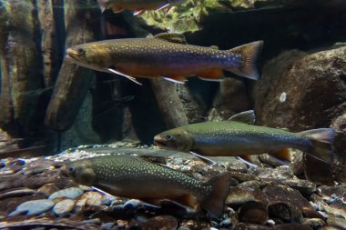 Underwater image of sea trout clipart