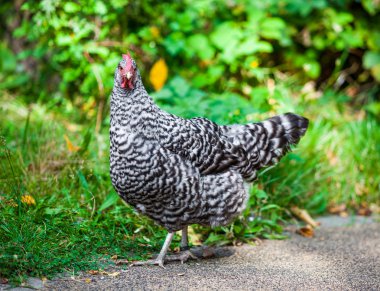 Çayırda dışında Hen