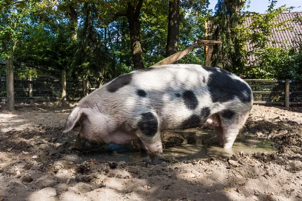 Grande porco de pé na lama — Fotografia de Stock