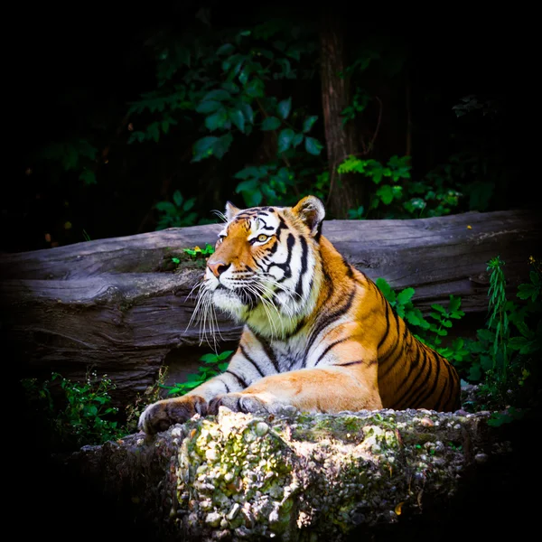 Mooie tijger portret — Stockfoto