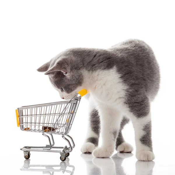 Gato britânico com carrinho de compras — Fotografia de Stock