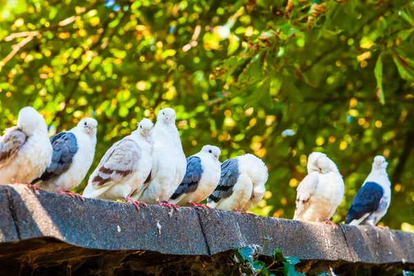 Группа голубей — стоковое фото