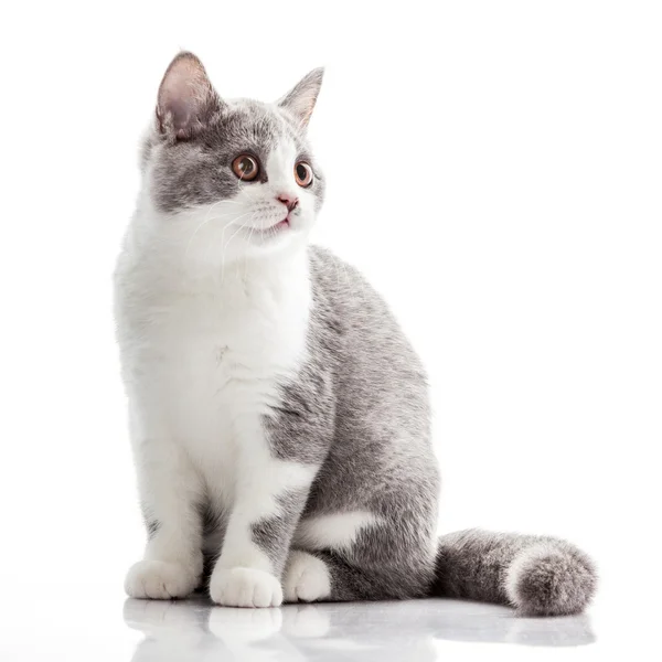 Grijze kitten — Stockfoto