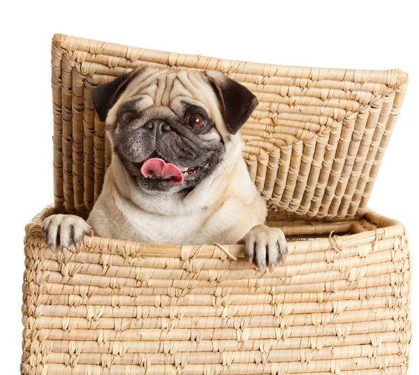 Pug dog in vak — Stockfoto