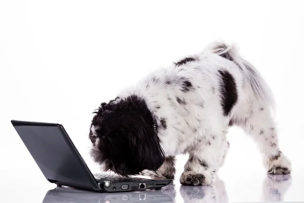 Shih tzu cane con computer portatile . — Foto Stock