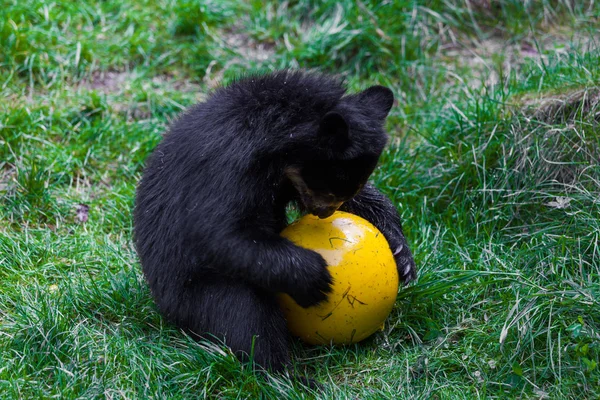 Pequeno urso com bola — Fotografia de Stock