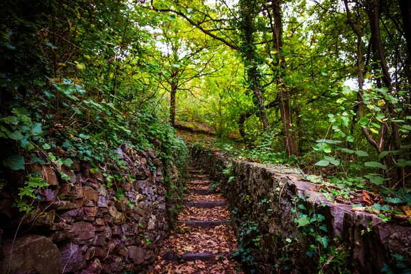 Kamenné schody v zeleném lese — Stock fotografie