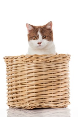 Kutusunda İngiliz yavru kedi.