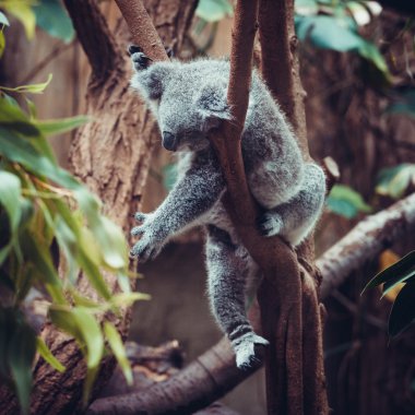 Koala ayısı bir ağaç üzerinde uyku