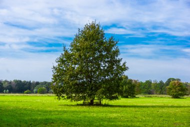 Saha, Ağaç ve Mavi Gökyüzü.
