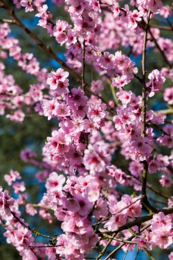Pembe sakura çiçeği
