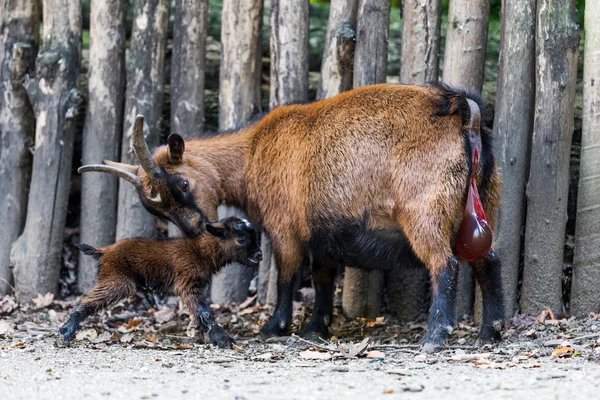 La Chevre Avec Son Bebe Un Nouveau Ne Bebe Chevre Brun Image Libre De Droit Par Ewastudio C