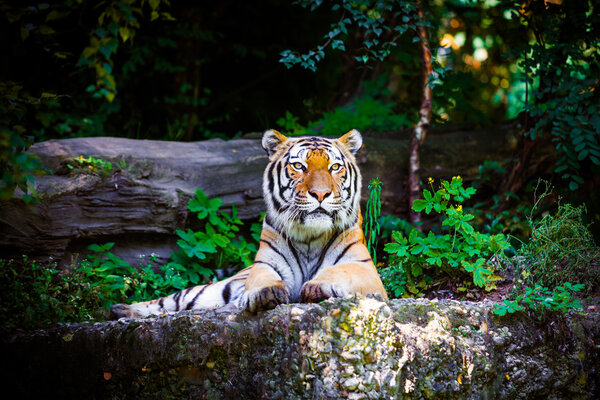Beautiful Tiger lying on the ground