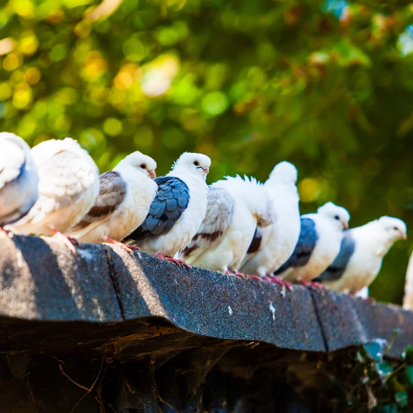 Grupo de pombos — Fotografia de Stock