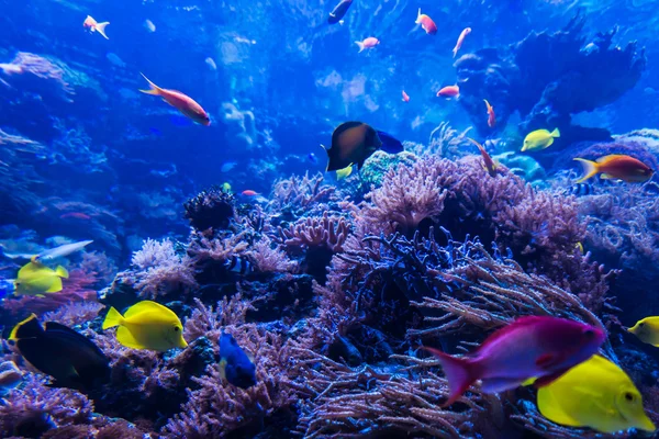 ब्लू कोरल रीफ में उष्णकटिबंधीय मछली — स्टॉक फ़ोटो, इमेज