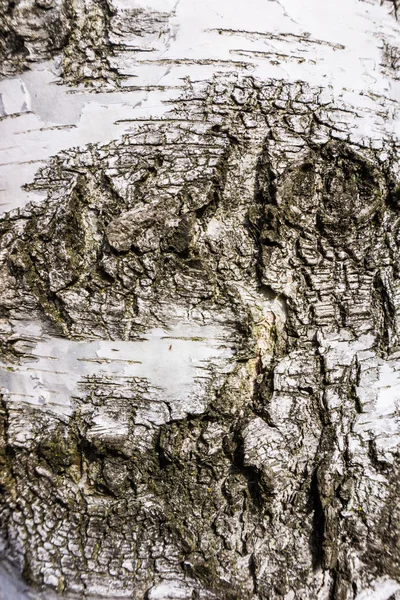 Textura de casca de vidoeiro — Fotografia de Stock