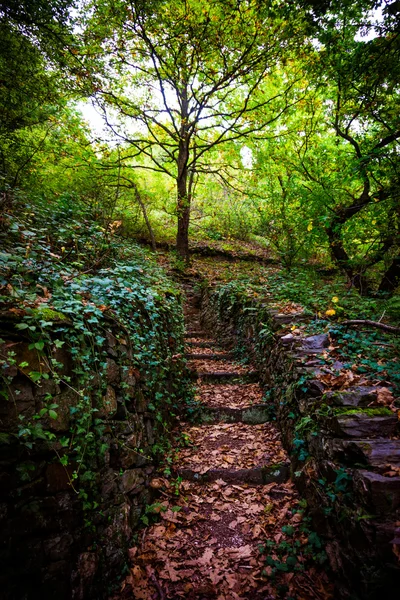 Kamenné schody v lese. — Stock fotografie
