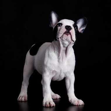 Fransız bulldog köpeği.