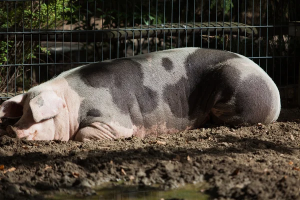 Gros porc à la ferme — Photo