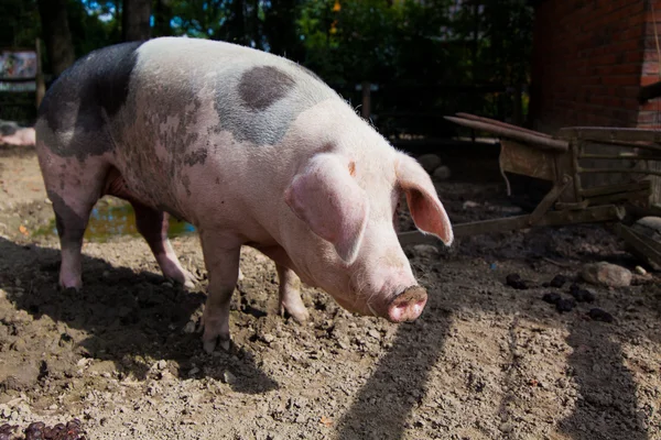 Big pig on  farm — Stock Photo, Image