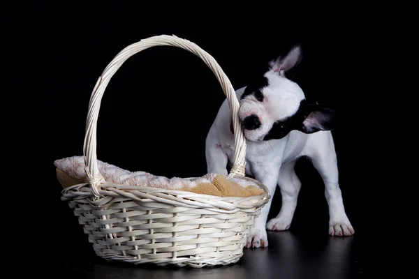Cachorro de bulldog francés —  Fotos de Stock