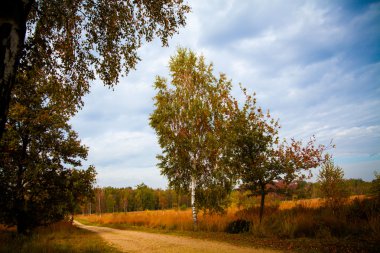 sonbahar orman manzarası