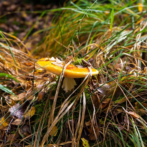 Ядовитый гриб жабы — стоковое фото