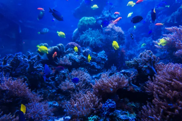 青い珊瑚礁の海で熱帯魚 — ストック写真