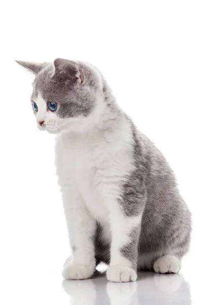 Gatinho cinzento sentado — Fotografia de Stock