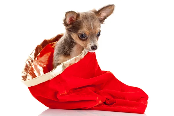 Chihuahua dog in  red sack — Stock Photo, Image