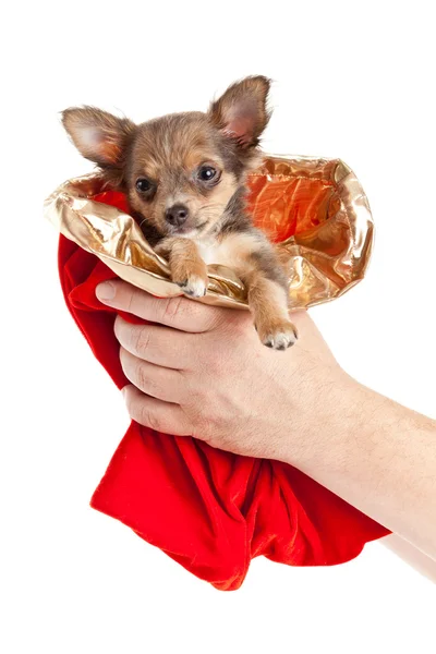 God jul och gott nytt år. Chihuahua hund — Stockfoto