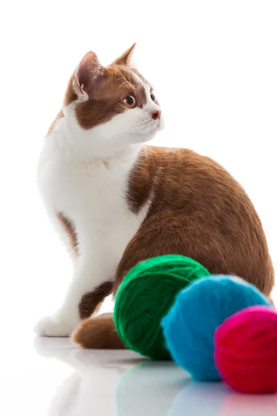 Kitten on a white background — Stock Photo, Image