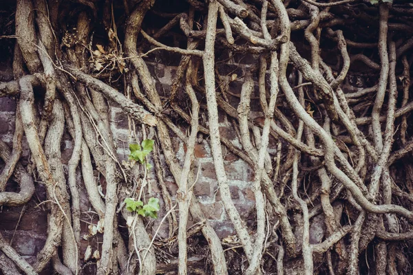 木の根が絡み合っています。 — ストック写真