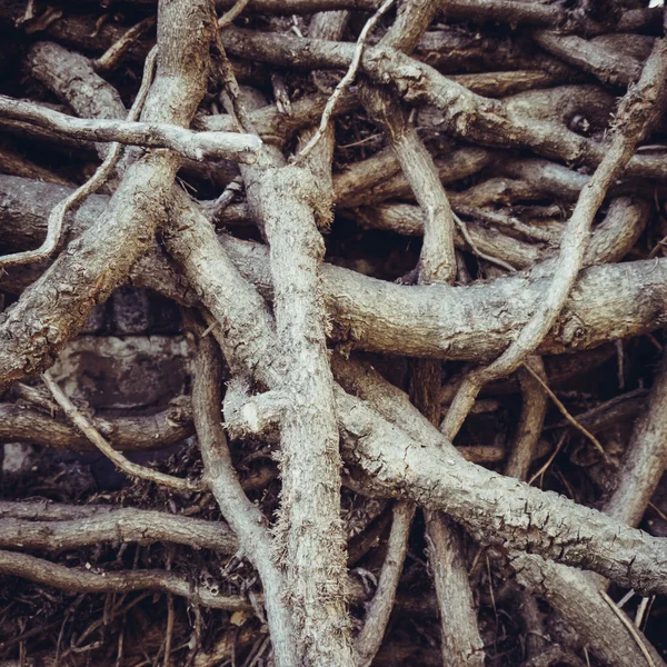 ツリーの根の古い — ストック写真