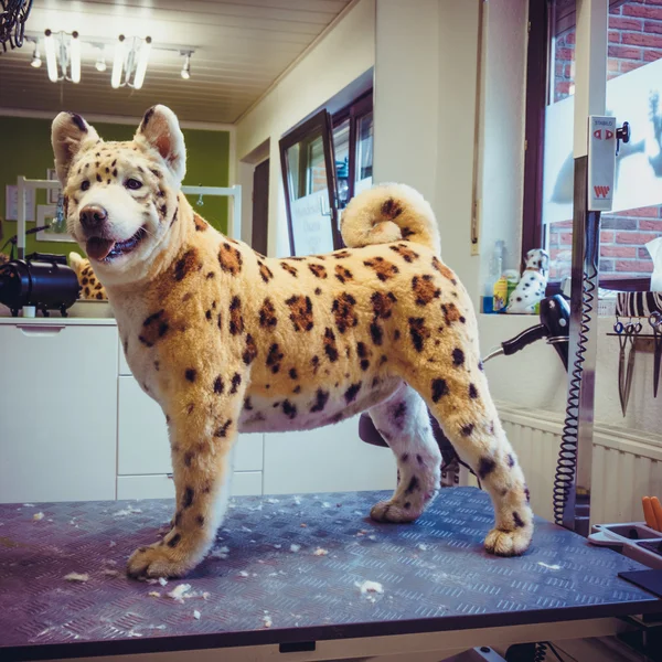 Hund auf Pflegetisch. — Stockfoto