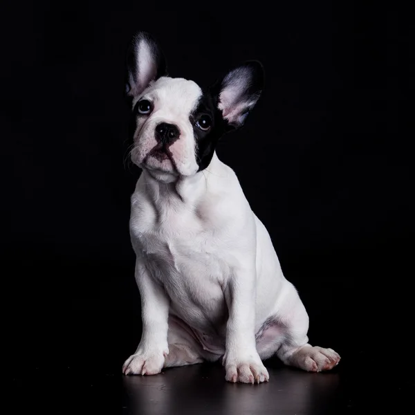 French bulldog Stock Photos, Royalty Free French bulldog Images ...