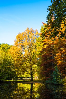 güzel sonbahar ağaçlar