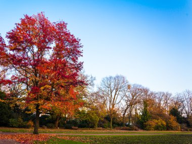 Güzel sonbahar ormanı