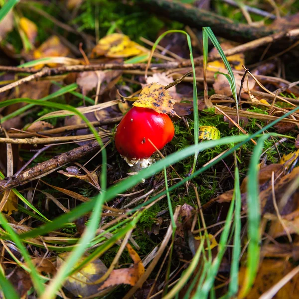 Grzyb trujący muchomor — Zdjęcie stockowe