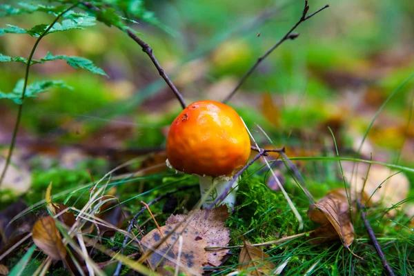 Amanita poisonous mushroom. — Stock Photo, Image