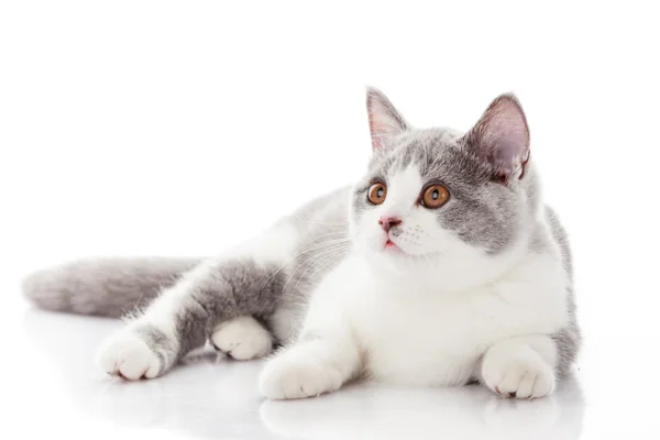 Chat couché, isolé sur blanc — Photo