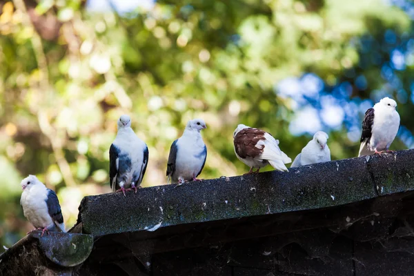 Gruppo di piccioni — Foto Stock