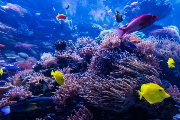 Peixes tropicais no recife de coral azul — Fotografia de Stock