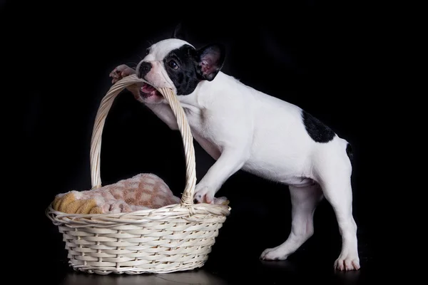 Bulldog francés sobre fondo negro —  Fotos de Stock