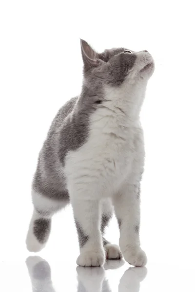 Gatinho em um fundo branco. — Fotografia de Stock