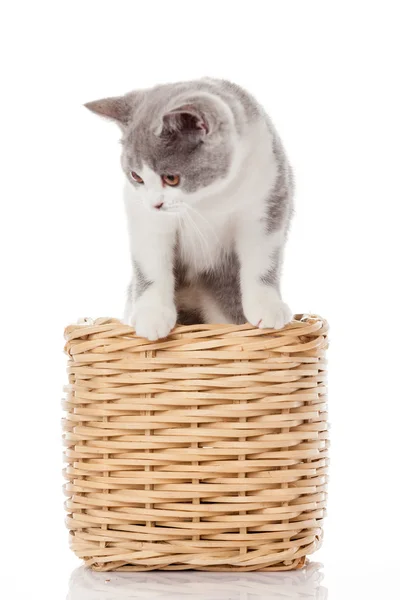 Brittiska kattunge i rutan. — Stockfoto