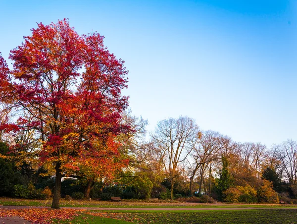 Krásný podzimní les — Stock fotografie